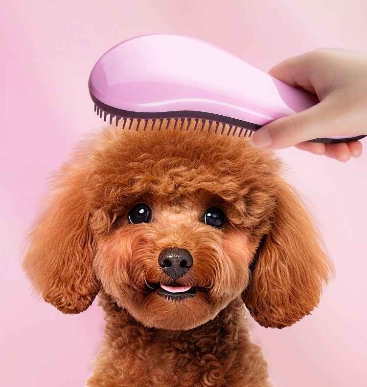 pet cleaning